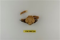 藏品(泡型長螯蟹)的圖片